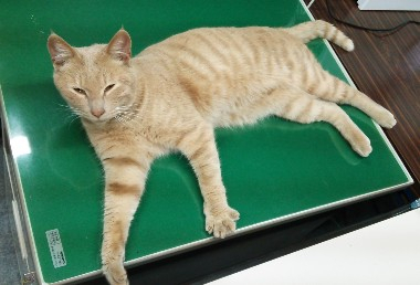 2014y03m19d_191206754