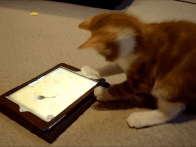 Cutecatgifs074010