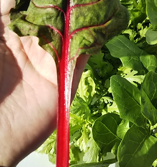 2019y02m04d_192223296