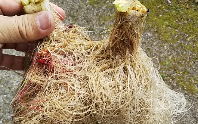 2019y03m30d_183725887