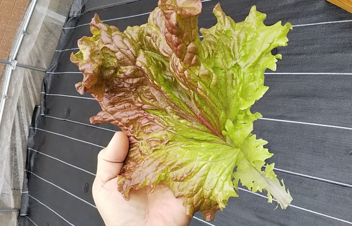 2019y03m31d_212757933