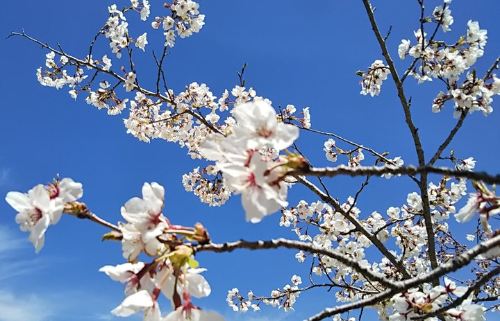 2019y04m04d_203745046