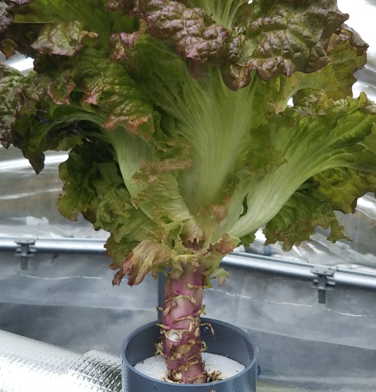 2020y03m03d_201114676