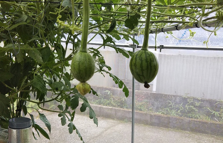 2020y06m06d_210418861