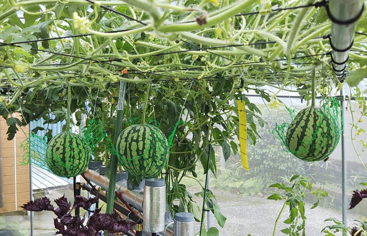 2020y06m14d_204236752