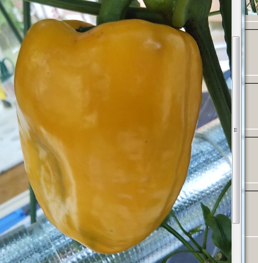 2020y07m26d_133658205