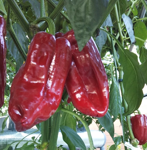 2020y07m26d_133747938