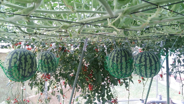 2021y07m01d_222812979