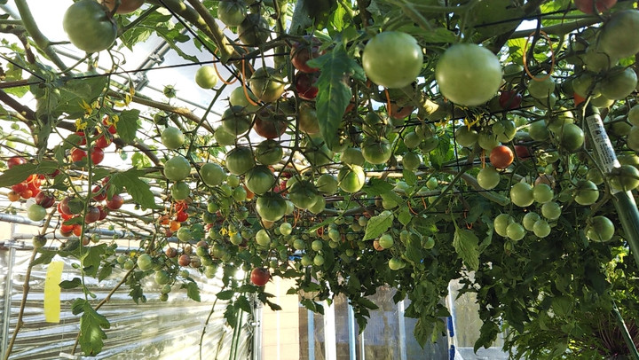 2021y11m14d_192535402