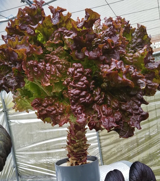 2022y01m23d_131646642