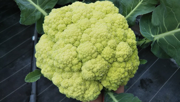 2022y12m04d_224134297