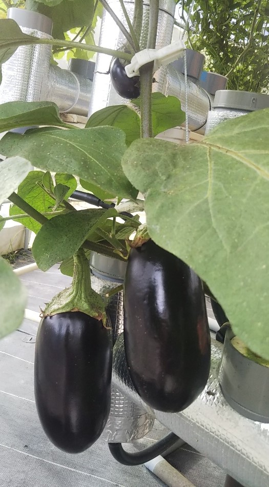 2023y07m01d_150357067