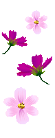 1170176e76bclncvo_3