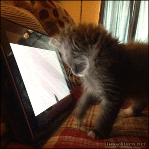 Gifkittenanimalstabletpc1024064