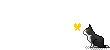 Cat46