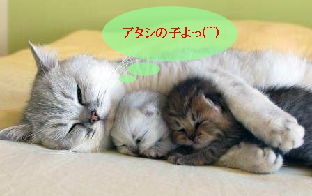 Cat1