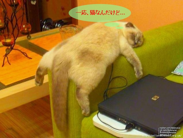 Cat2