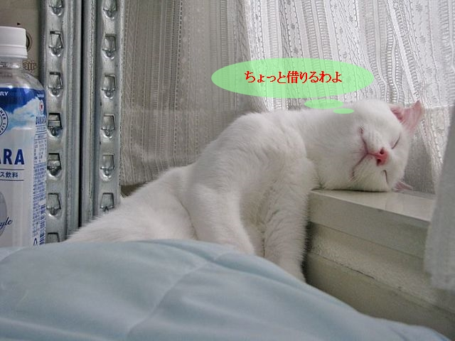 Cat4