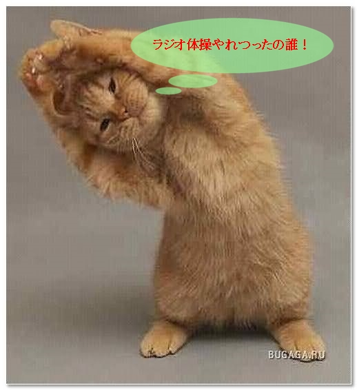Cat5