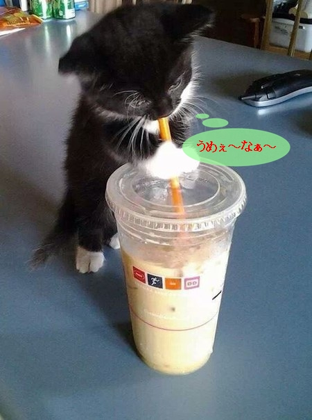 Cat8