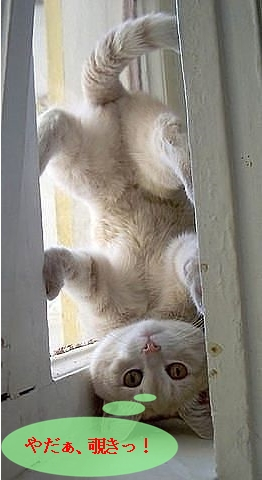 Cat7