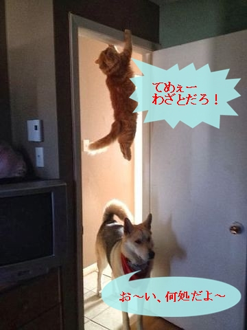 Cat9