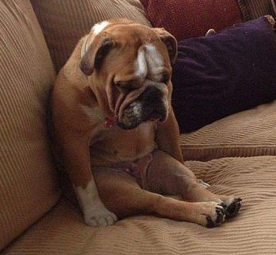 Dog