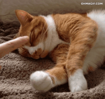 Cutesleepycat