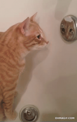 Funnycatconfusedatitsownreflection