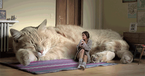 Bigcat