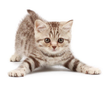 Cat04