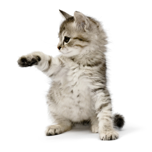 Cat05