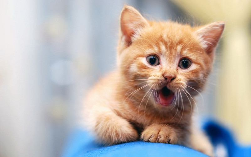 Cutecatwallpapers