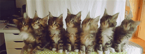 Gifcats1647857
